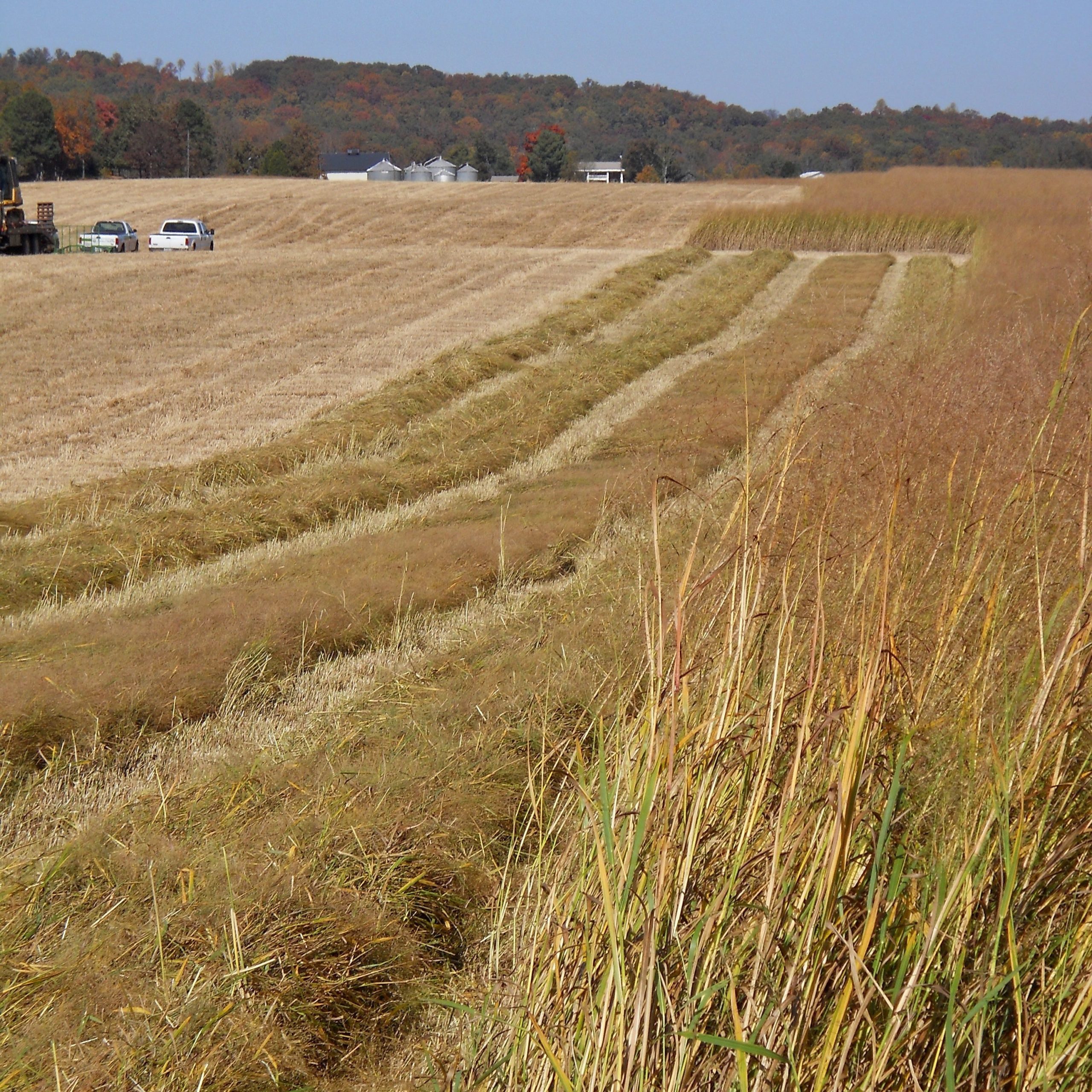 Closeup of switchgrass with fresh harvesting in background 
