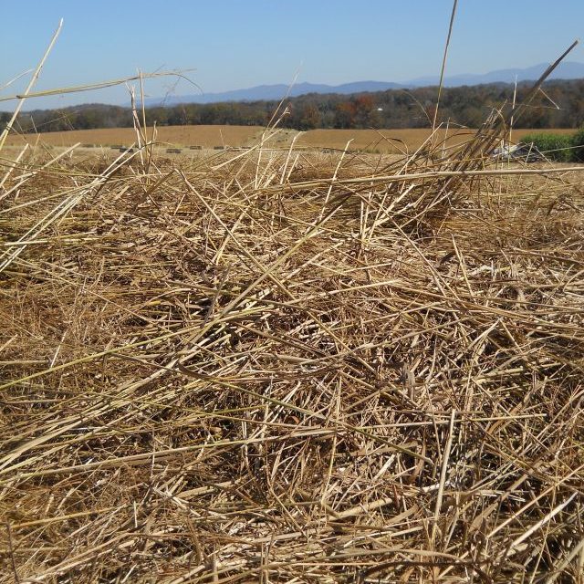 close-up of switchgrass in a field 