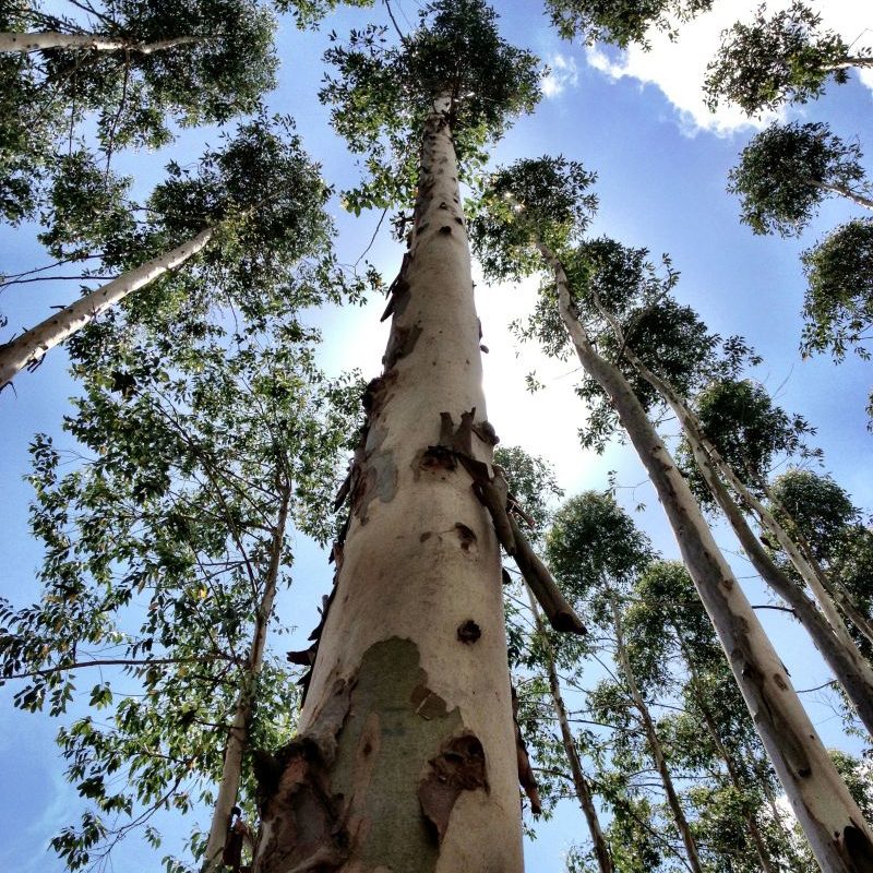 eucalyptus tree growing into the sky 